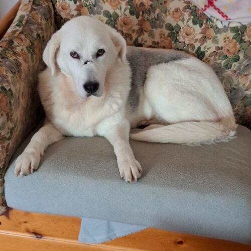 Bianca - 8 Anni (Nata A Dicembre 2017)  - Simil Labrador  - Taglia: Media  - Carattere: Affettuosa, Socievole E Dolce